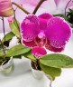 Phal. Queen Barry 'White Edge' 2.5"