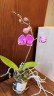 Phal. Queen Barry 'White Edge' 2.5"