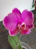 Phal. Queen Barry 'White Edge' 2.5"