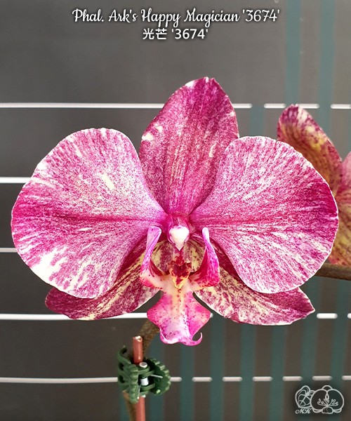 Phal. Ark's Happy Magician '3674' 2.5" УЦЕНКА (нет нижн. лист.)