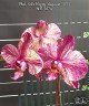 Phal. Ark's Happy Magician '3674' 2.5" УЦЕНКА (нет нижн. лист.)