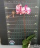 Phal. Ark's Happy Magician '3674' 2.5" УЦЕНКА (нет нижн. лист.)