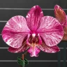 Phal. Ark's Happy Magician '3674' 2.5" УЦЕНКА (нет нижн. лист.)