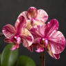 Phal. Ark's Happy Magician '3674' 2.5" УЦЕНКА (нет нижн. лист.)