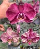 Phal. Ark's Happy Magician '3674' 2.5" УЦЕНКА (нет нижн. лист.)