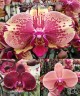 Phal. Ark's Happy Magician '3674' 2.5" УЦЕНКА (нет нижн. лист.)