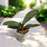 Phal. Ark's Happy Magician '3674' 2.5" УЦЕНКА (нет нижн. лист.)