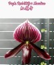 Paph. Red Shift × Maudiae 2.5'