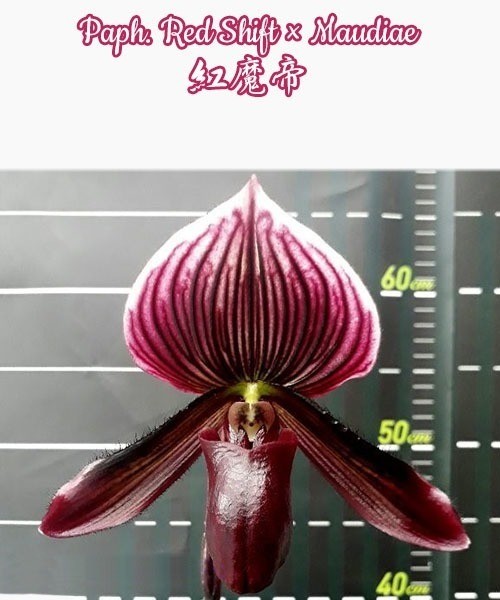 Paph. Red Shift × Maudiae 2.5'