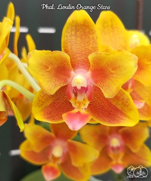 Phal. Lioulin Orange Stars 2.5"