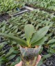 Phal. Lioulin Orange Stars 2.5"
