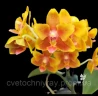 Phal. Lioulin Orange Stars 2.5"