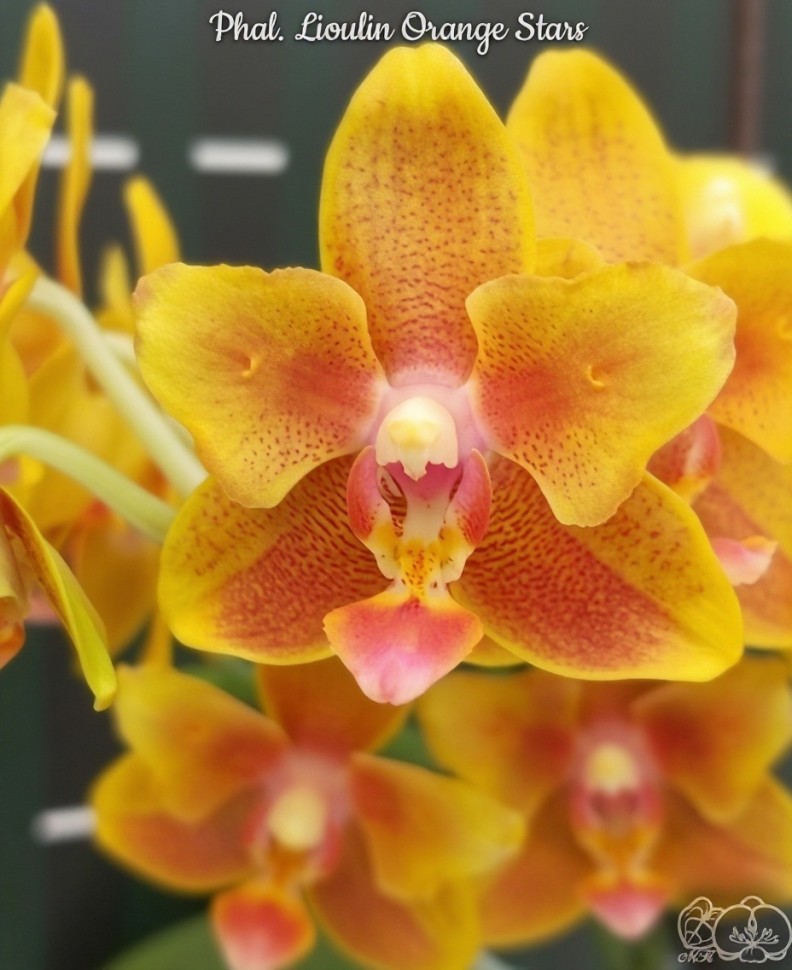 Phal. Lioulin Orange Stars 2.5"
