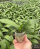 Phal. Younghome Kaleido 2.5''