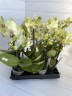 Мини орхидея Lena (2 цветоноса Ø 7 см)