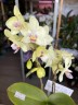 Мини орхидея Lena (2 цветоноса Ø 7 см)