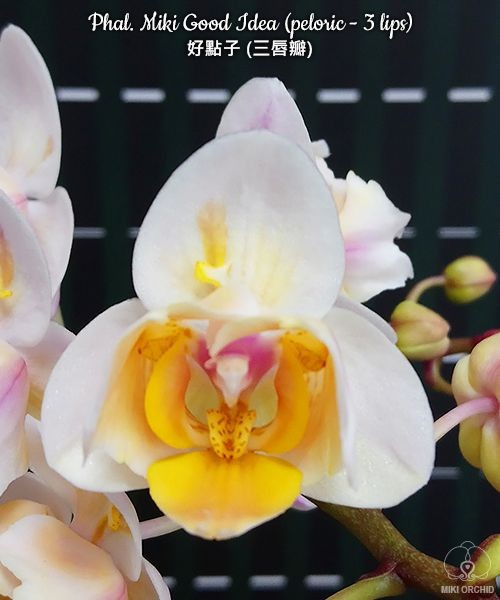 Phal. Miki Good Idea (peloric - 3 lips) 2.5"