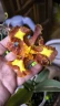 Psychp.(Pyp.) Mariposa 'Special' 2.5''