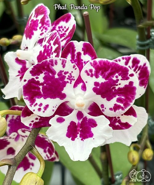 Phal. Reyoung Phantom 2.5''