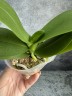 Phal. Reyoung Phantom 2.5''