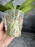 Phal. Reyoung Phantom 2.5''
