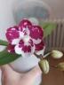 Phal. Reyoung Phantom 2.5''