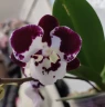 Phal. Reyoung Phantom 2.5''