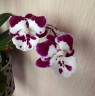 Phal. Reyoung Phantom 2.5''