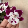 Phal. Reyoung Phantom 2.5''