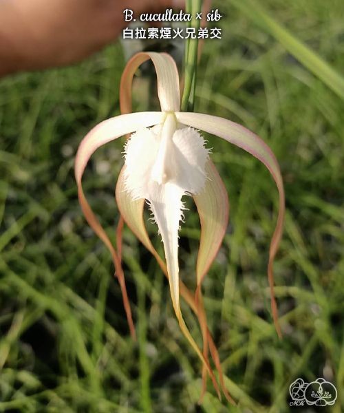 B. cucullata × sib 2.5"