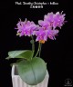 Phal. Timothy Christopher × bellina 2.5''