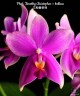 Phal. Timothy Christopher × bellina 2.5''