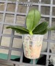 Phal. Timothy Christopher × bellina 2.5''
