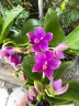Phal. Timothy Christopher × bellina 2.5''