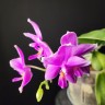 Phal. Timothy Christopher × bellina 2.5''