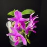 Phal. Timothy Christopher × bellina 2.5''