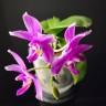 Phal. Timothy Christopher × bellina 2.5''