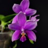 Phal. Timothy Christopher × bellina 2.5''