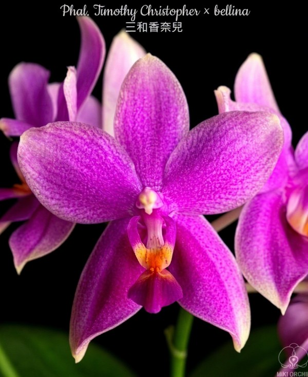 Phal. Timothy Christopher × bellina 2.5''