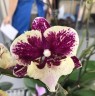 Phal. SKB Black Lace × (Brother Amar × Heliodor) 2.5" УЦЕНКА (нет нижн. лист.)