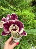 Phal. SKB Black Lace × (Brother Amar × Heliodor) 2.5" УЦЕНКА (нет нижн. лист.)