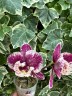 Phal. SKB Black Lace × (Brother Amar × Heliodor) 2.5" УЦЕНКА (нет нижн. лист.)