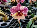 Phal. SKB Black Lace × (Brother Amar × Heliodor) 2.5" УЦЕНКА (нет нижн. лист.)