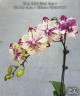 Phal. SKB Black Lace × (Brother Amar × Heliodor) 2.5" УЦЕНКА (нет нижн. лист.)