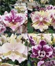 Phal. SKB Black Lace × (Brother Amar × Heliodor) 2.5" УЦЕНКА (нет нижн. лист.)
