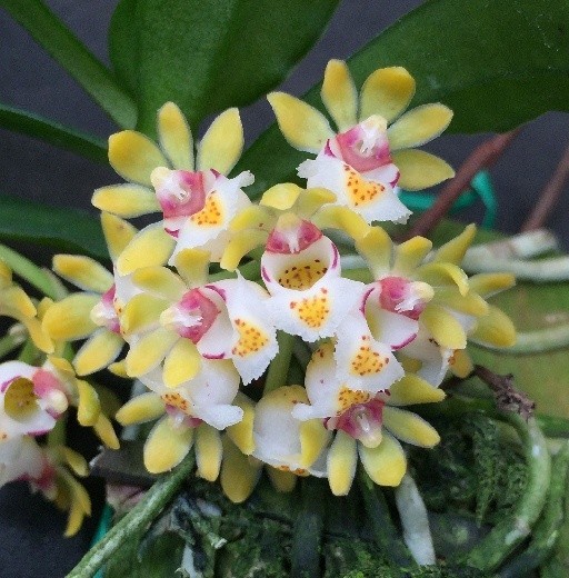 Gastrochilus japonicus × sib 1.7''