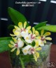 Gastrochilus japonicus × sib 1.7''
