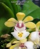 Gastrochilus japonicus × sib 1.7''