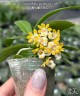 Gastrochilus japonicus × sib 1.7''