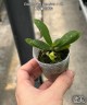 Gastrochilus japonicus × sib 1.7''